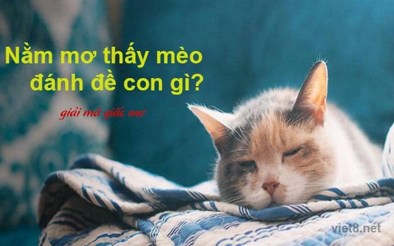 Nằm Mơ Thấy Mèo Đánh Đề Con Gì Để Trúng Lớn?