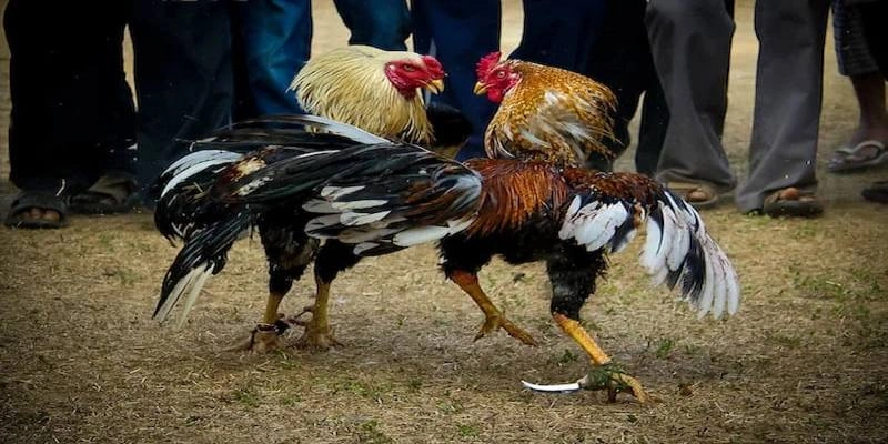 Vì Sao 69VN Là Lựa Chọn Hàng Đầu Cho Đá Gà Cựa Dao?