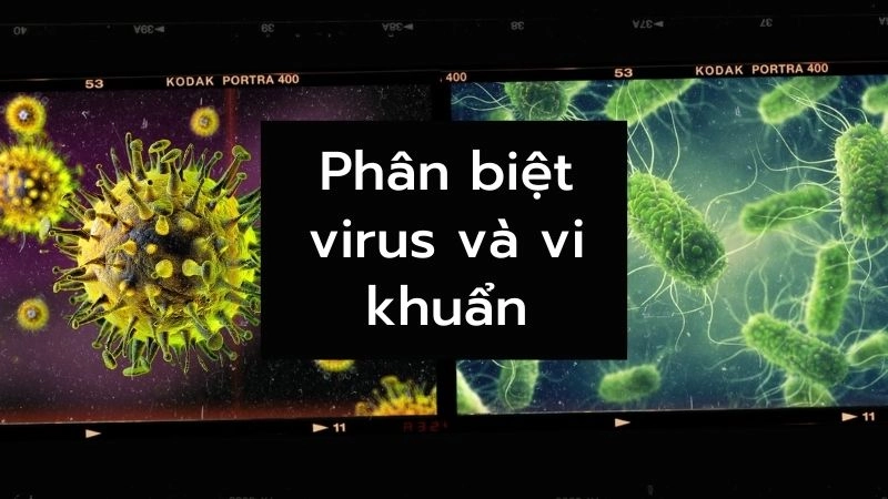 Virus và vi khuẩn khác nhau cơ bản như thế nào?