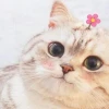 Avatar Meme Mèo Vô Tri: Tuyển Tập Hài Hước và Độc Đáo