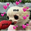 BST Chihuahua Meme Đỉnh Cao: Khoảnh Khắc Khó Đỡ Nhất 2026