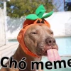 Hình ảnh chó meme: Tuyển tập 164+ khoảnh khắc hài hước và đáng yêu