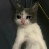 Khám phá thế giới Crying Meme: Biểu cảm buồn cười và độc đáo