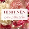 Khám Phá Vẻ Đẹp Rạng Rỡ: Hình Nền Hoa Mẫu Đơn Đẹp Nhất 2026