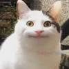 Meme 'Ai biết gì đâu': Cơn sốt hài hước khó đỡ trên mạng xã hội