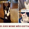 Meme dơ tay: Bộ sưu tập biểu cảm hài hước và độc đáo 2026