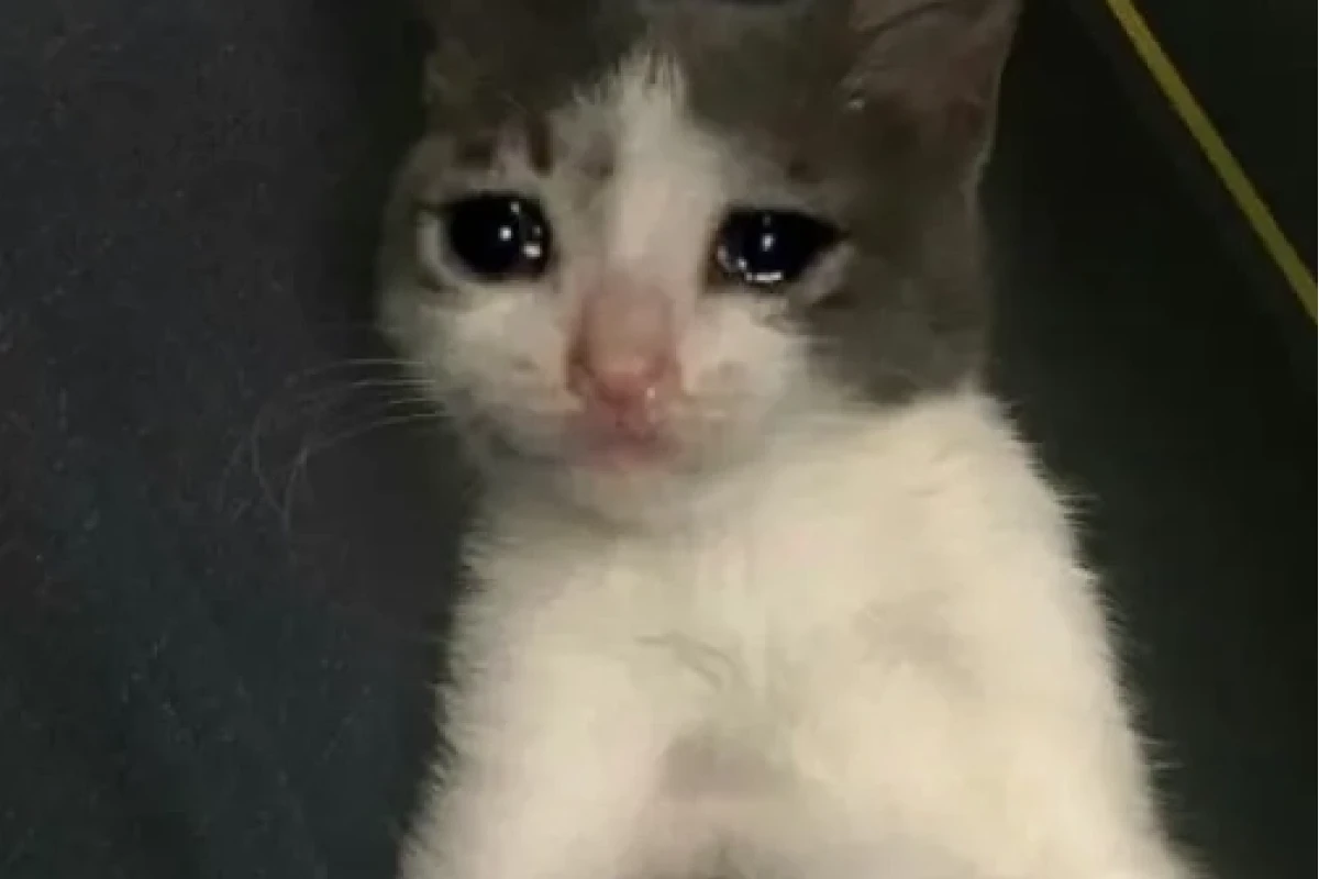 Khám phá thế giới Crying Meme: Biểu cảm buồn cười và độc đáo