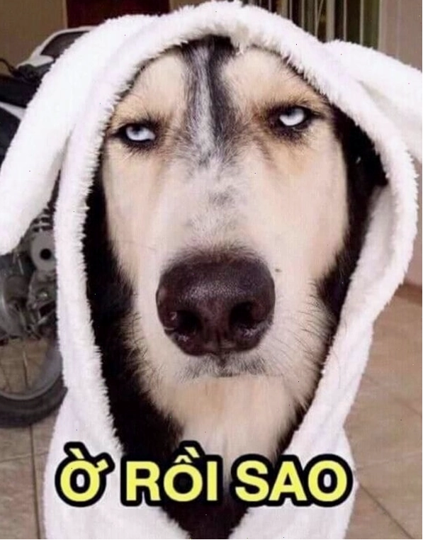 Ảnh chế chó cười với biểu cảm bá đạo