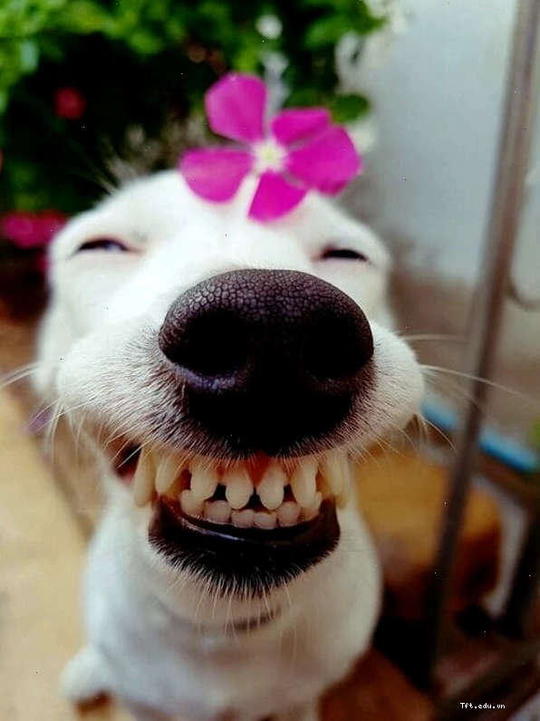 Ảnh chế chó mèo vui nhộn