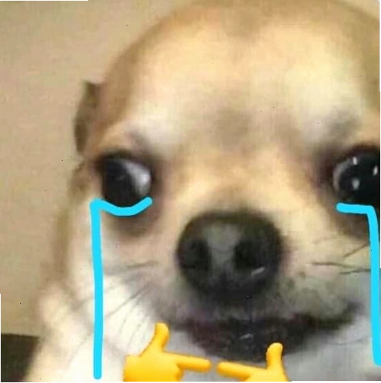 Ảnh chó meme thể hiện sự hào hứng