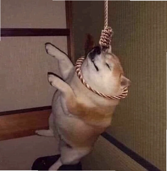 Ảnh chó meme với ánh mắt
