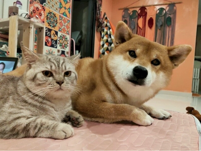 Ảnh chó meme với khuôn mặt buồn thiu khi bị bỏ rơi