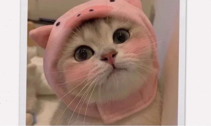 Ảnh meme cute, dễ thương làm hình nền điện thoại 2026