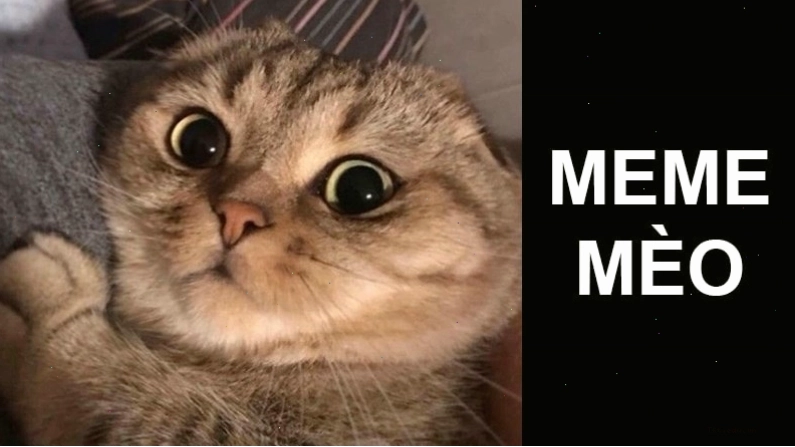 Avatar meme mèo biểu cảm ngơ ngác đáng yêu