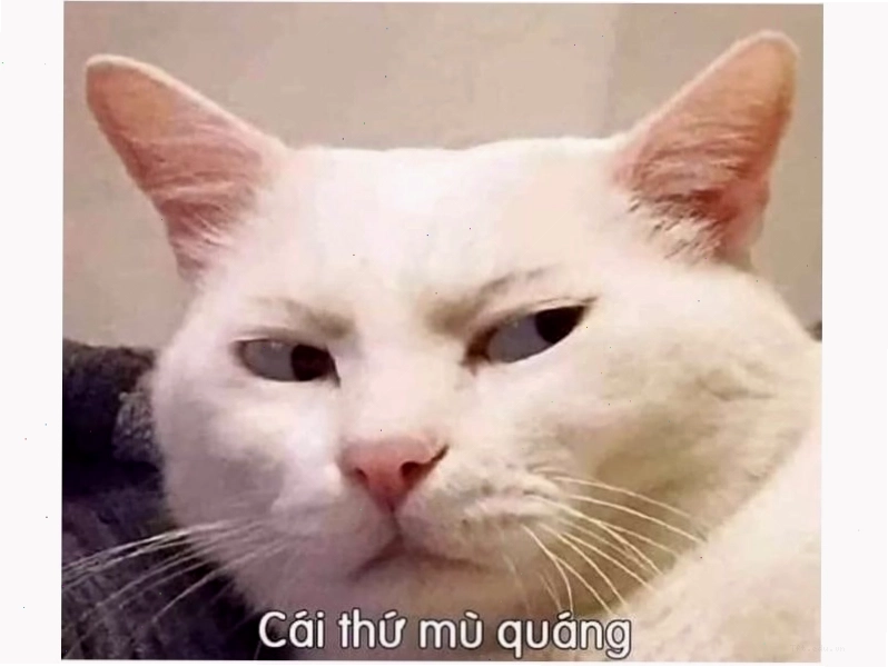 Avatar meme mèo đang
