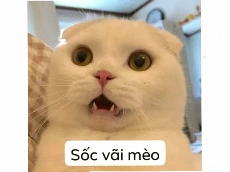 Avatar meme mèo đang ngủ với biểu cảm hài hước