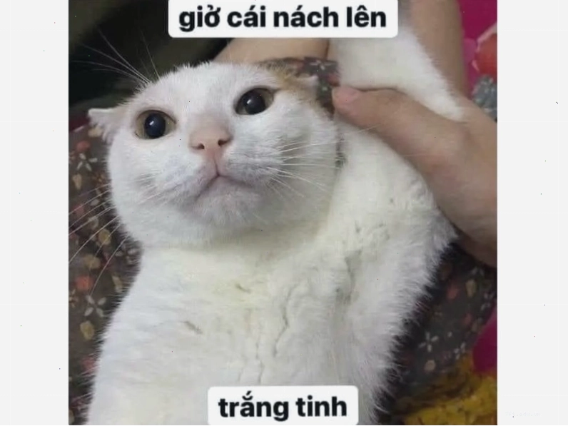 Avatar meme mèo đang tận hưởng cuộc sống