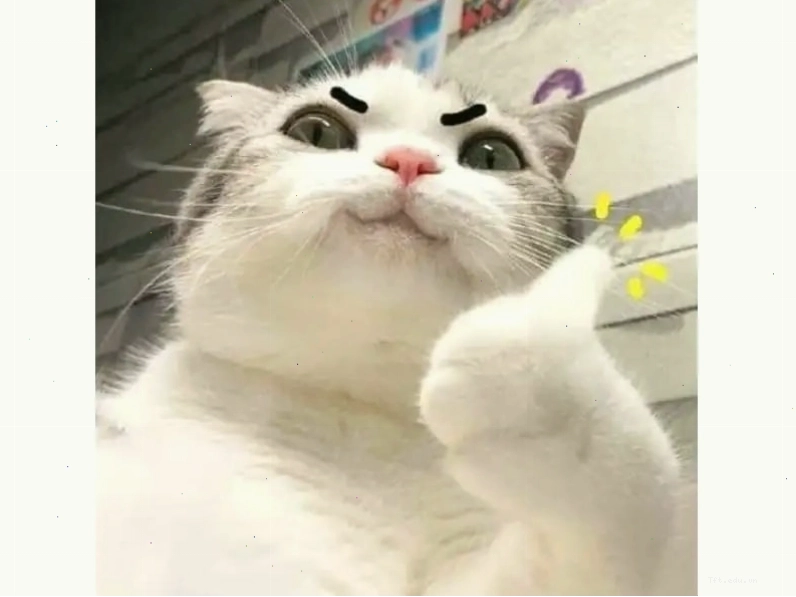 Avatar meme mèo hài hước với tư thế ngồi lạ mắt