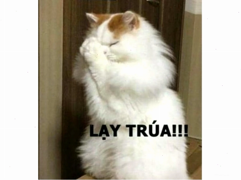 Avatar meme mèo thể hiện sự ngạc nhiên tột độ