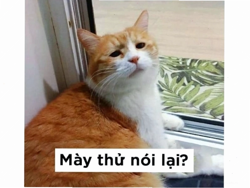 Avatar meme mèo với ánh mắt
