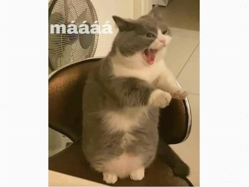 Avatar meme mèo với ánh nhìn