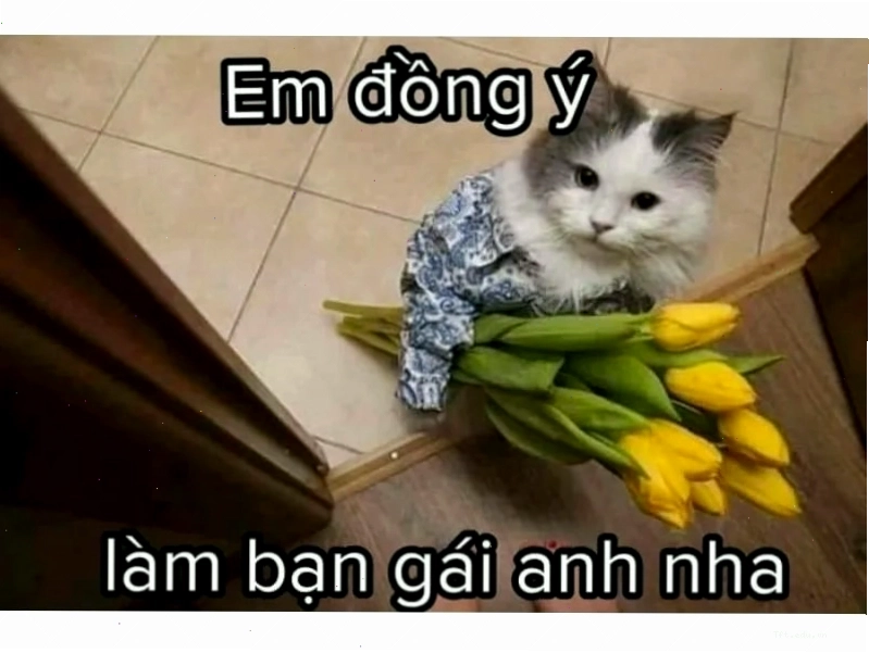Avatar meme mèo với biểu cảm