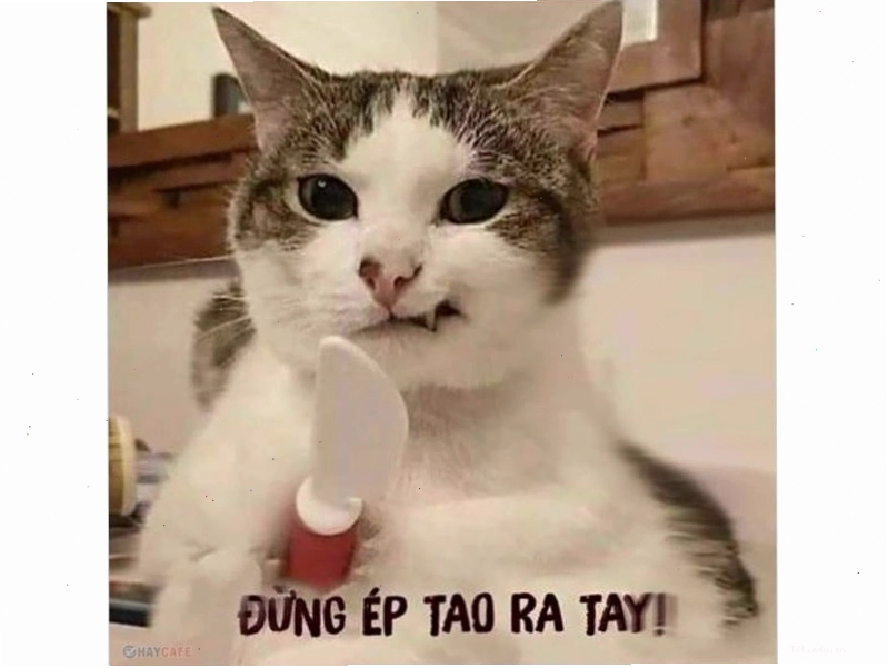 Avatar meme mèo với đôi mắt long lanh và biểu cảm ngây thơ