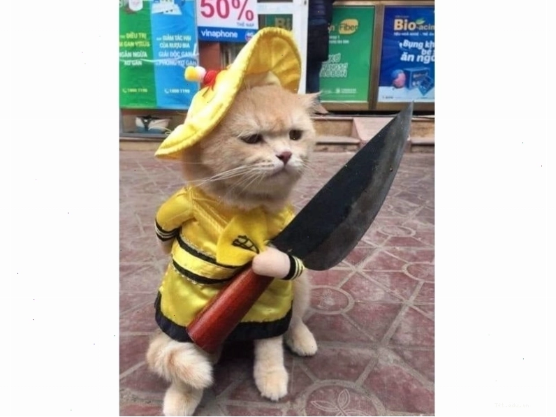 Avatar meme mèo với khuôn mặt