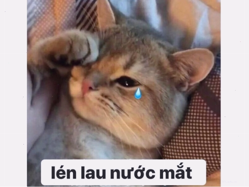 Avatar meme mèo với phong thái