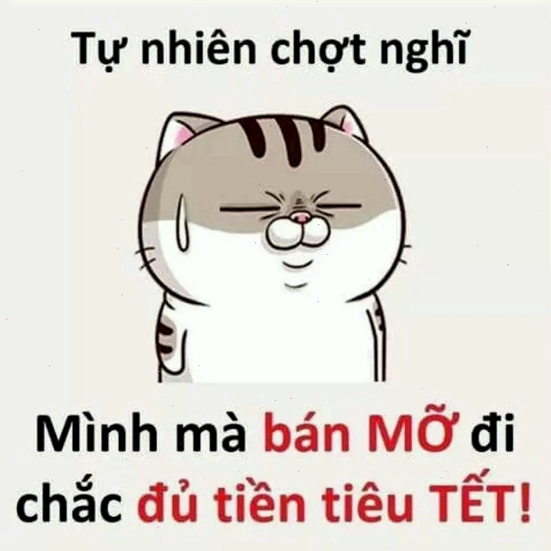 Avt mèo tết meme vui nhộn, tạo nên bức ảnh avatar thú vị cho Tết