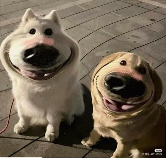 Ba chú chó meme với những biểu cảm khác nhau