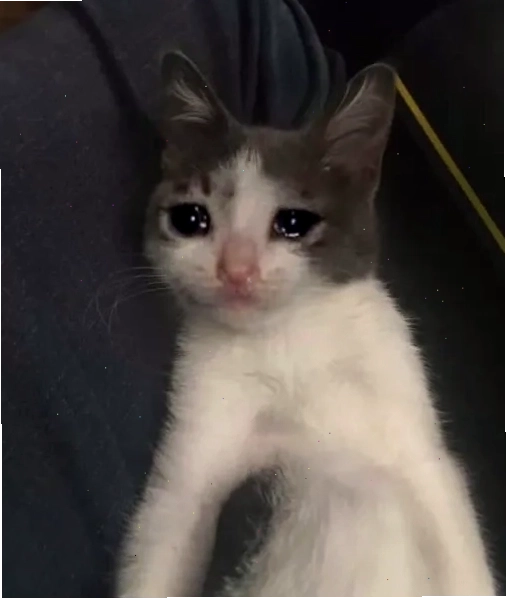 Biểu cảm buồn bã như crying cat meme nhưng vẫn phải làm việc