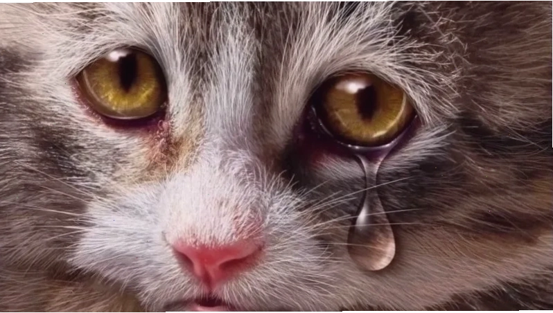 Biểu cảm meme cat cry khi thấy giá tăng vọt