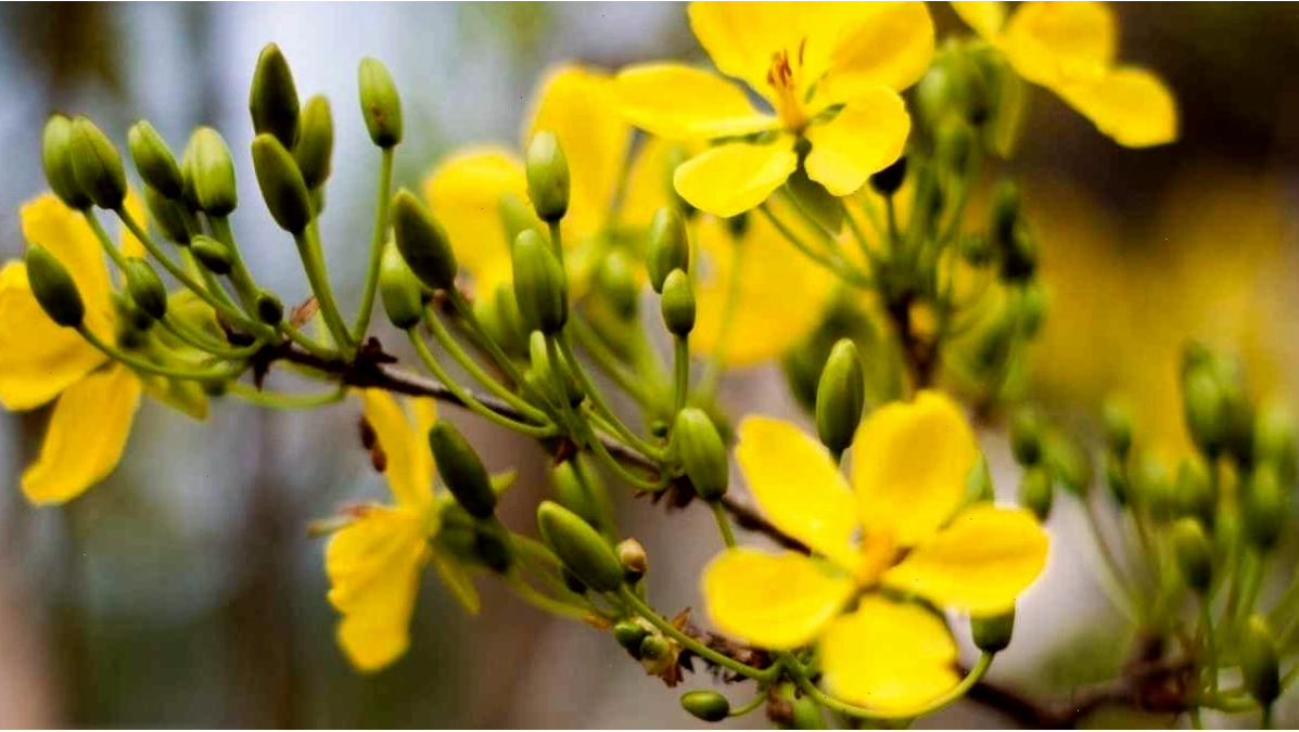 Bình hoa mai vàng tươi tắn trên bàn