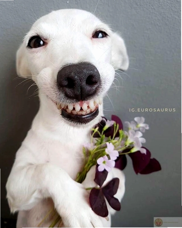 Bộ ảnh tặng hoa cute mang lại năng lượng tích cực