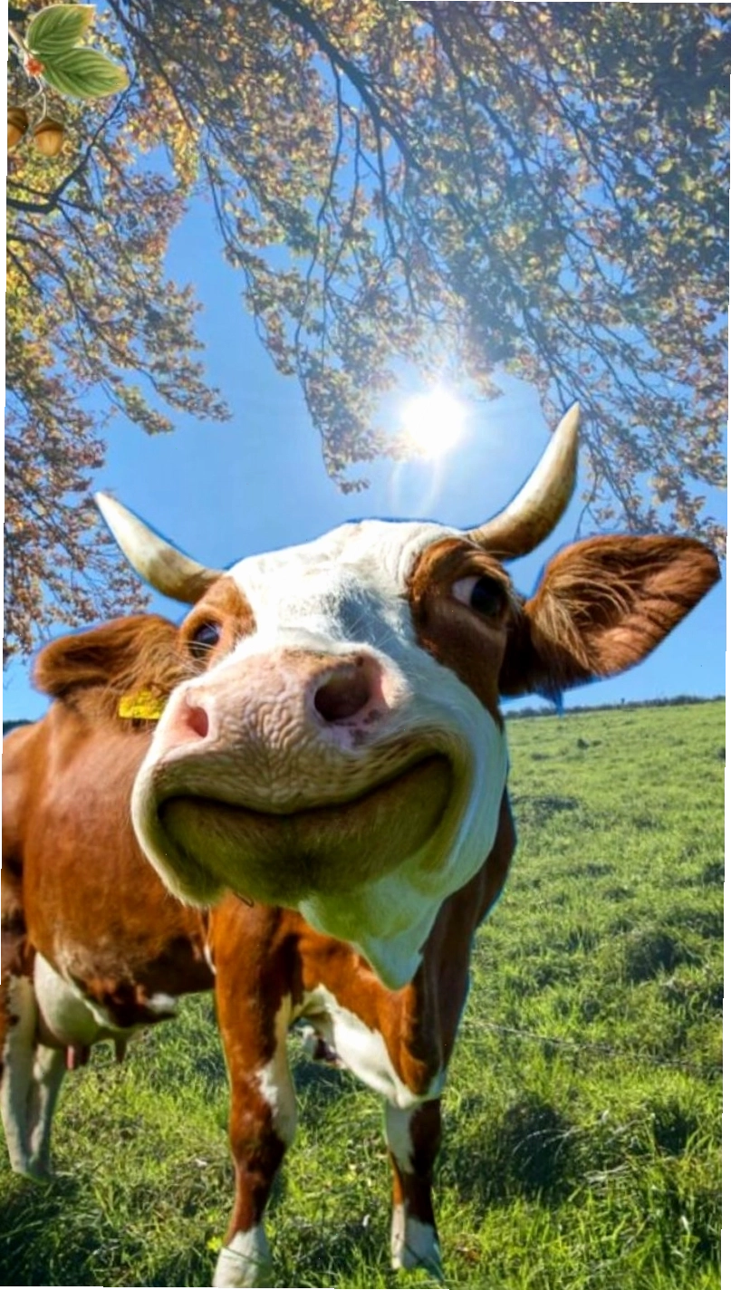 Bò meme cười tươi rói với lưỡi thè ra