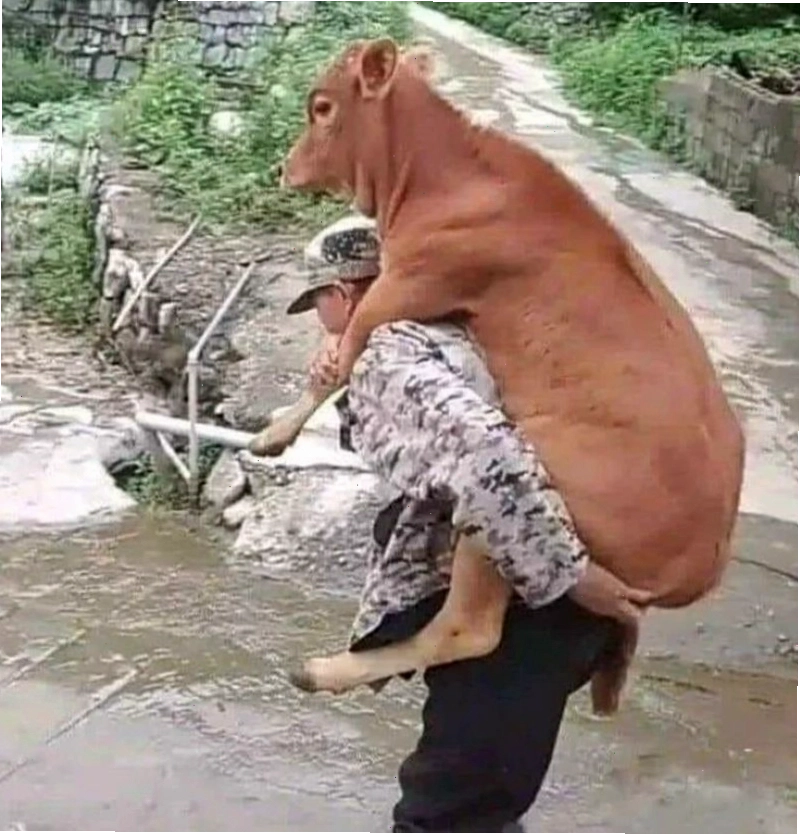 Bò meme đang ngủ gật