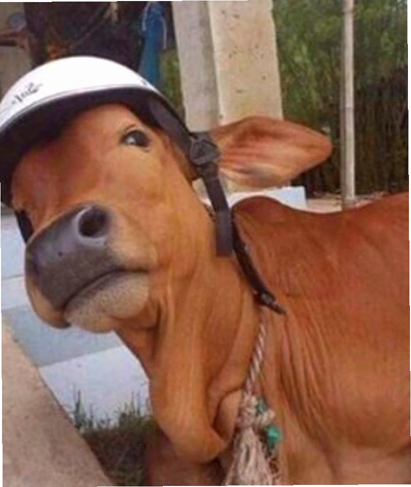 Bò meme đang nhai cỏ vẻ mặt thư thái