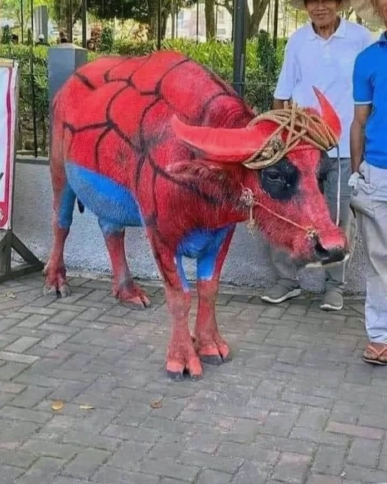 Bò meme với đôi mắt tròn xoe ngạc nhiên