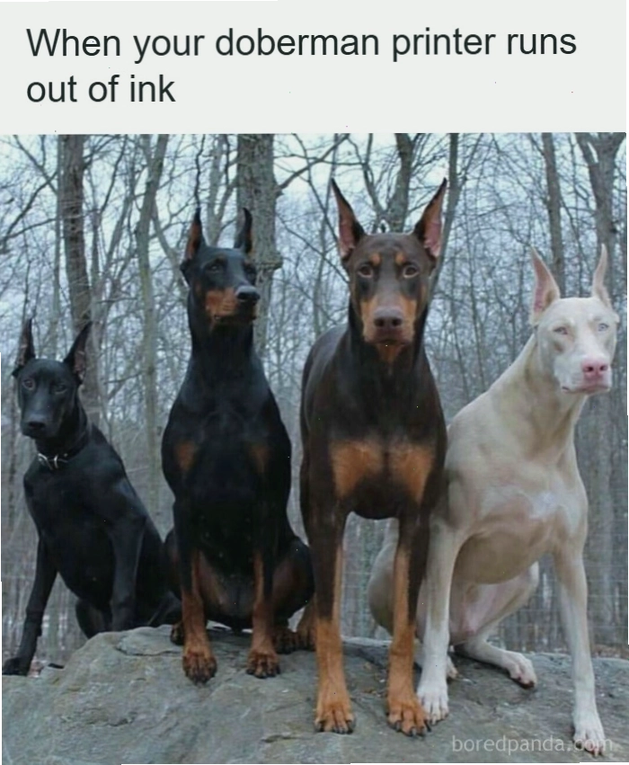 Bốn chú chó Doberman ngồi trên đá với màu lông khác nhau tạo nên animal meme thú vị