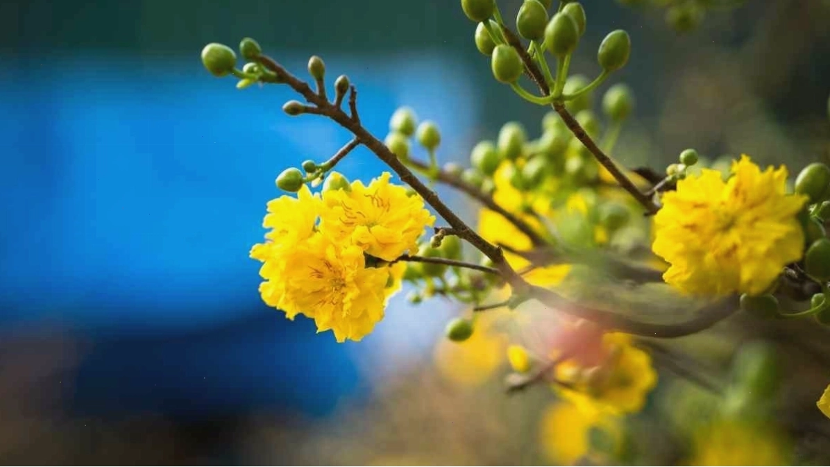 Bông hoa mai vàng đơn lẻ tuyệt đẹp