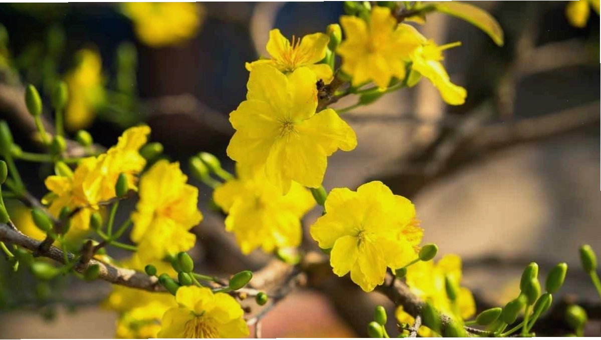 Cận cảnh chùm hoa mai đang nở rộ