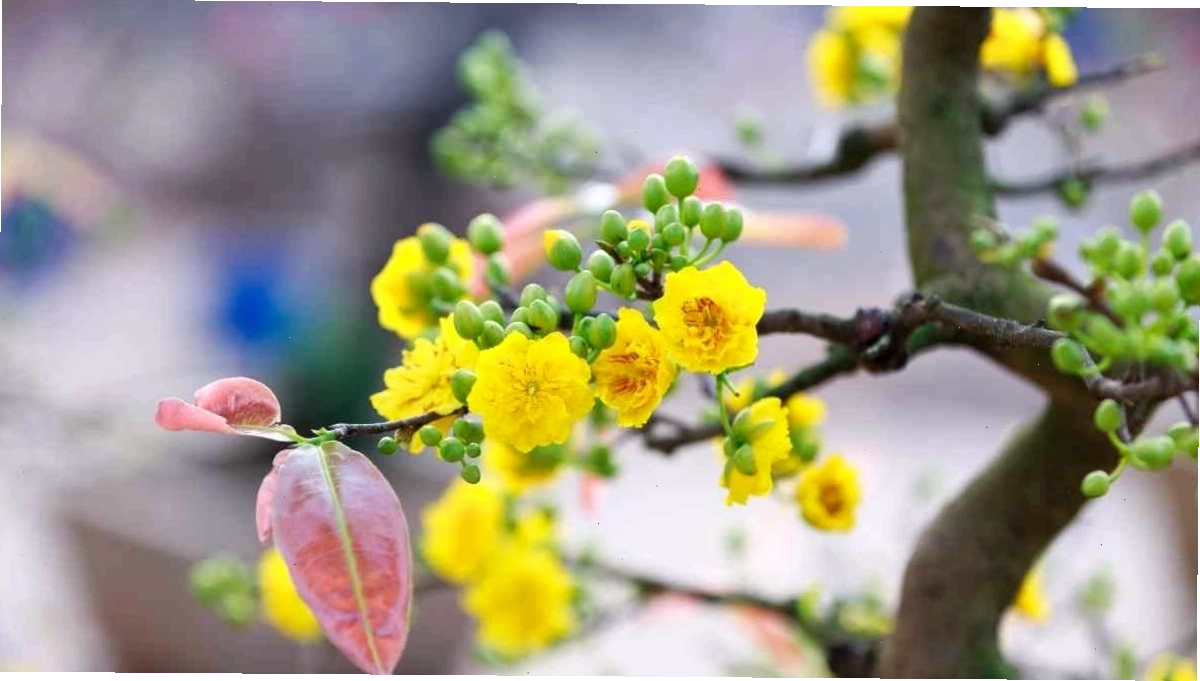 Cành hoa mai vàng trên nền tuyết trắng