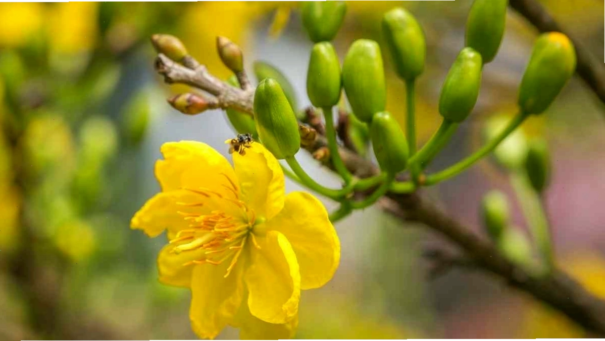 Cành hoa mai vàng uốn lượn duyên dáng
