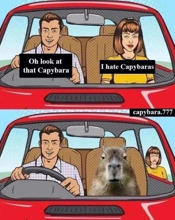 Capybara đang nhìn chằm chằm