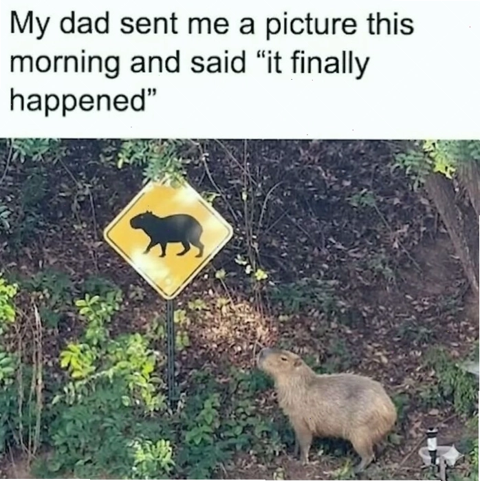 Capybara ngồi cạnh một người