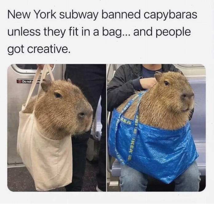 Capybara ngồi cùng một con mèo