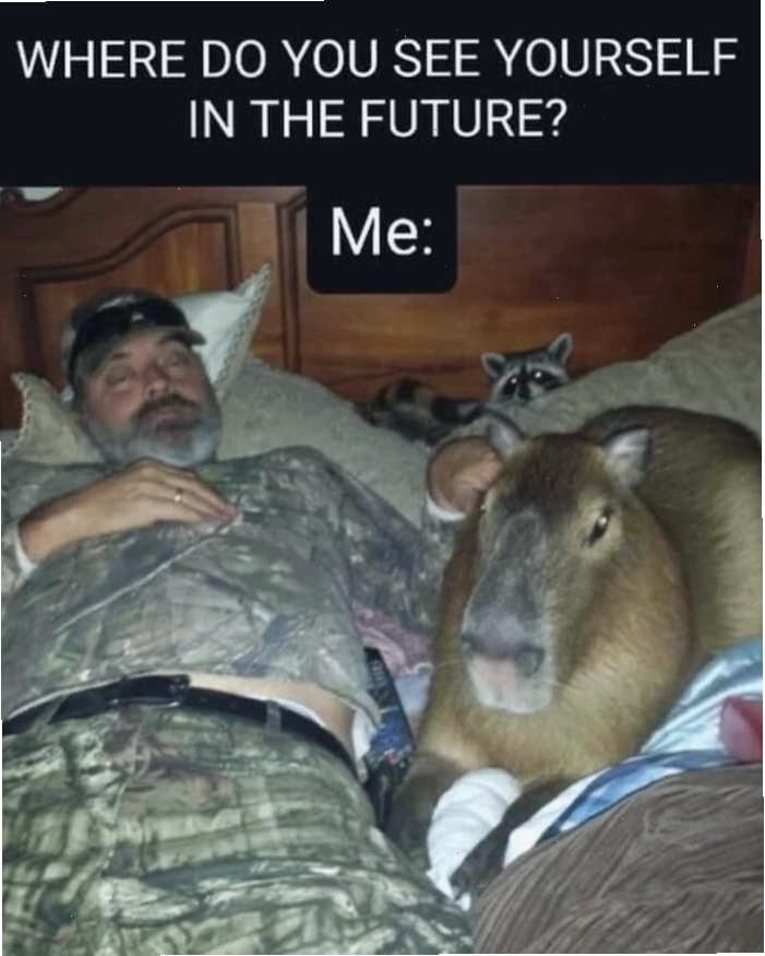 Capybara ngồi trong một chiếc xe