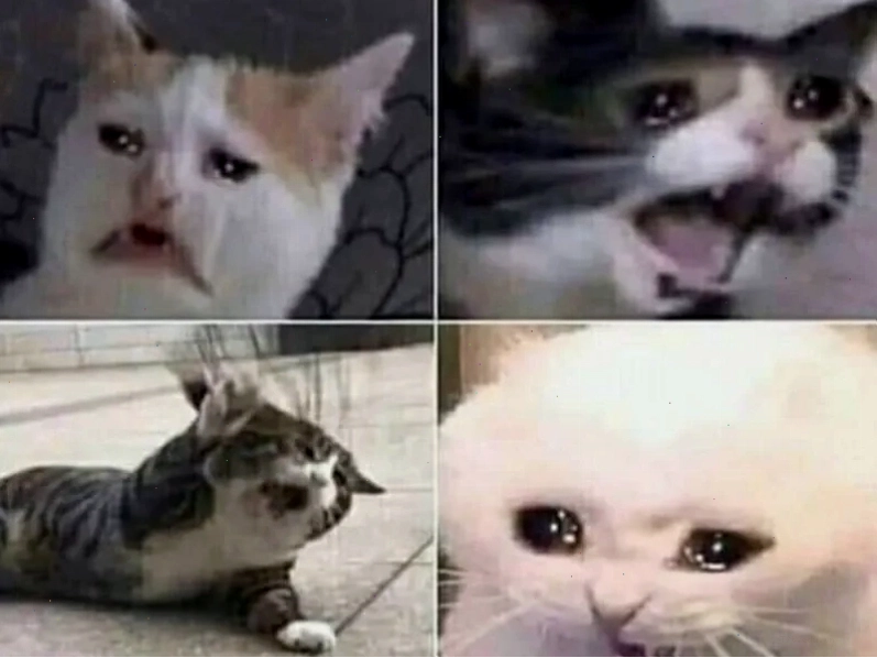 Cat meme cry khi nhận hóa đơn tiền điện cao