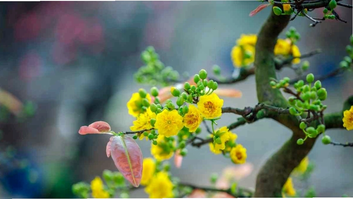 Chậu mai bonsai nhỏ xinh